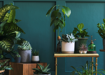 Which Plant should I buy?