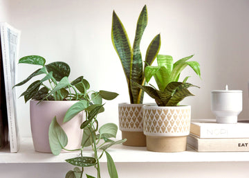 How to winter-proof your plants