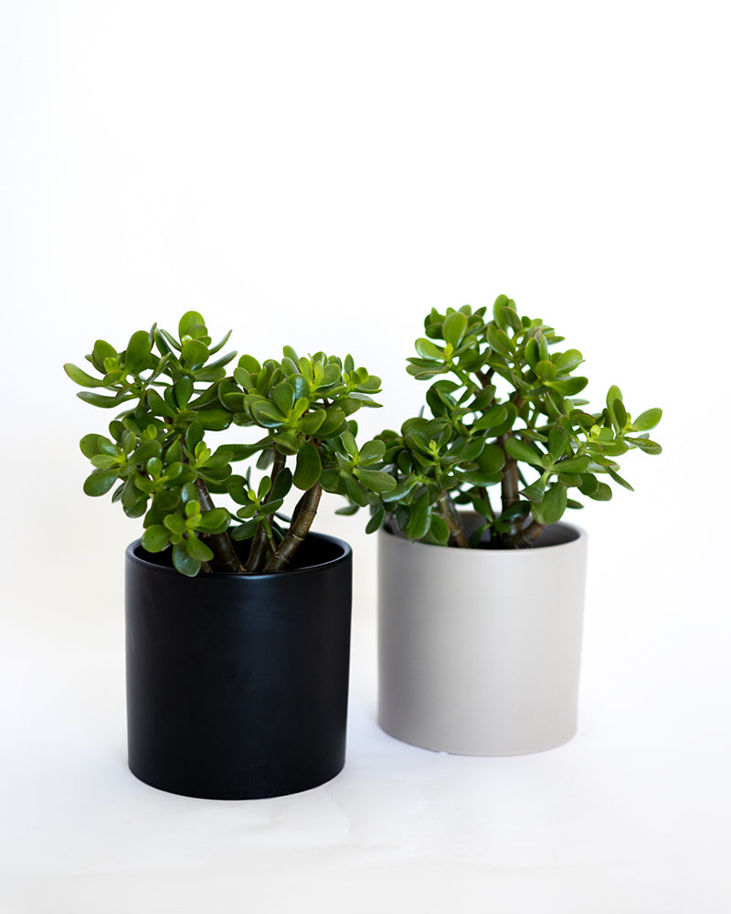 black jade plant Jade Plant