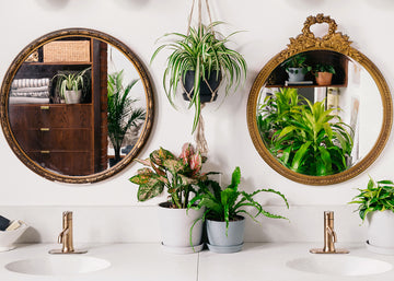 A complete guide to decorating your bathroom with plants – and how to take care of them!