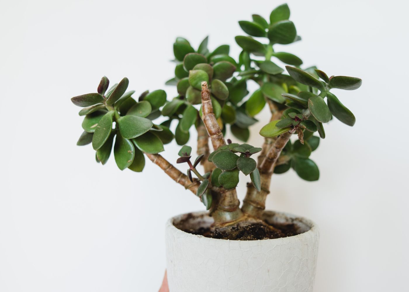 Discover the Luck and Beauty of Jade Plants: A Guide to Growing and Caring for Lucky Jade Plants