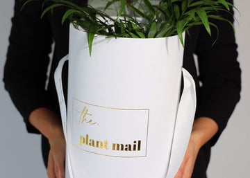 The benefits of corporate gifting plants for employee engagement and happiness