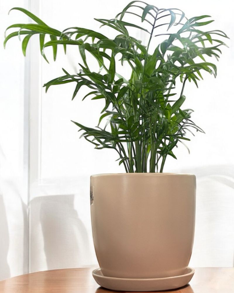parlor palm pot size Parlour Palm