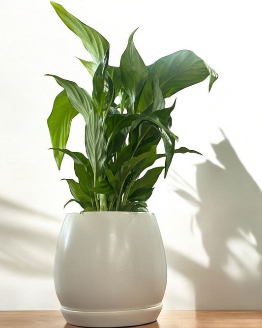 Peace Lily