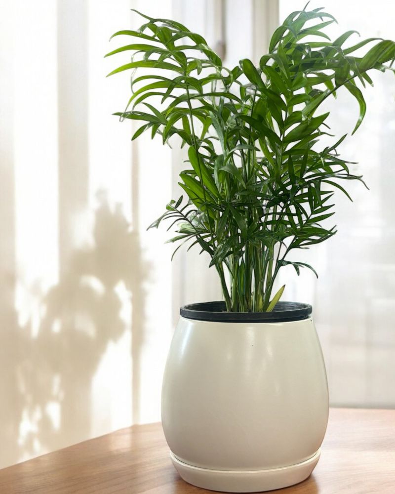 parlor palm hydroponic Parlour Palm