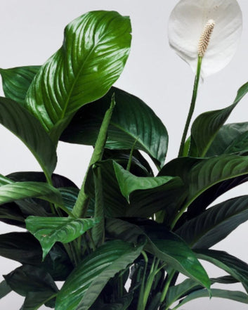 Peace Lily