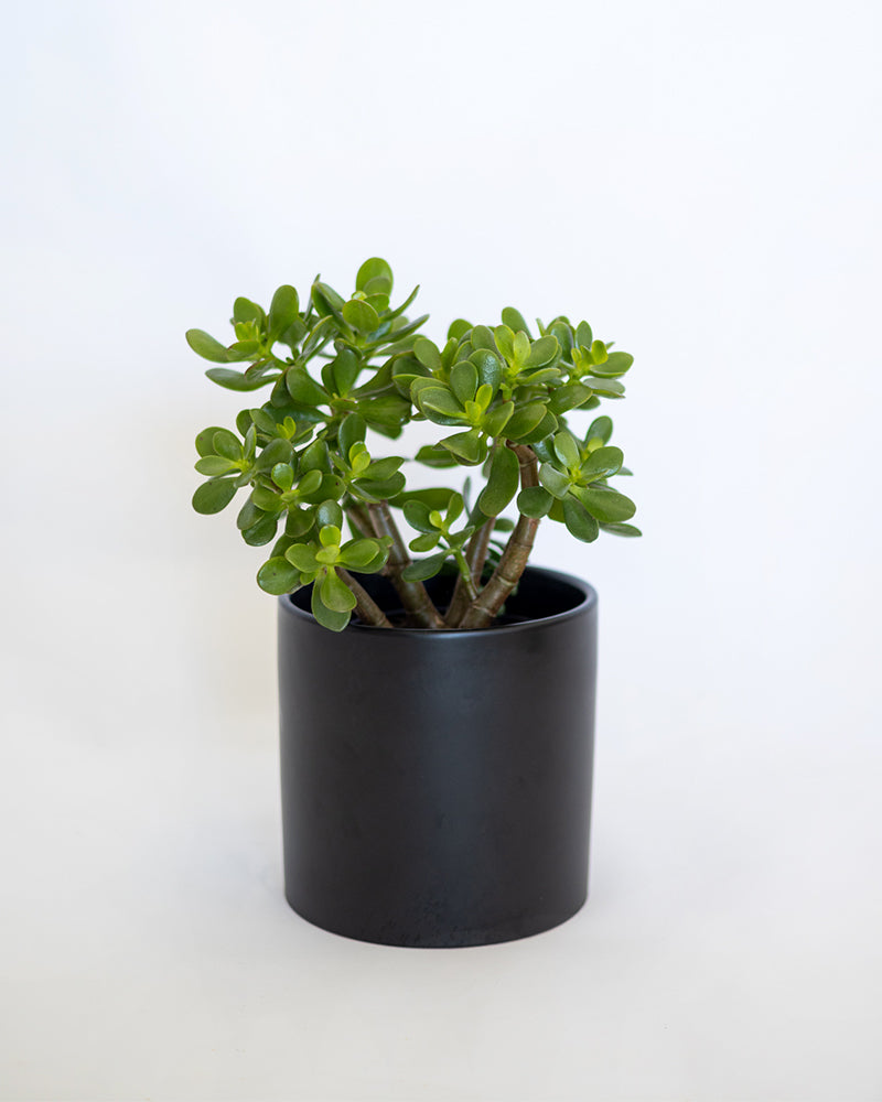 silk jade plant Jade Plant