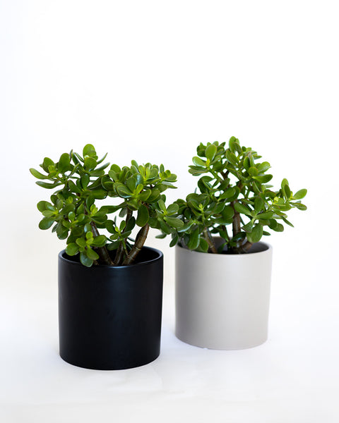 jade plant gift message Jade Plant
