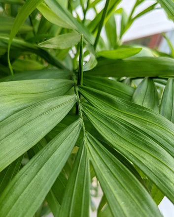 Parlour Palm